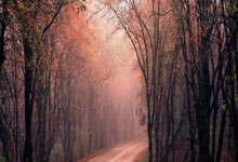 虎扑体育：[冰雪]世界单板滑雪锦标赛 大跳台决赛.